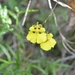 Tolumnia prionochila - Photo (c) Nancy Haubert, todos los derechos reservados, subido por Nancy Haubert