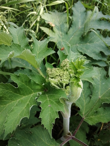 dissected hogweed