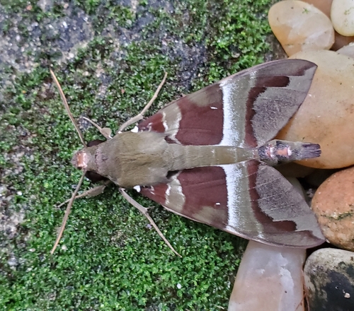 Whitebanded Nephele