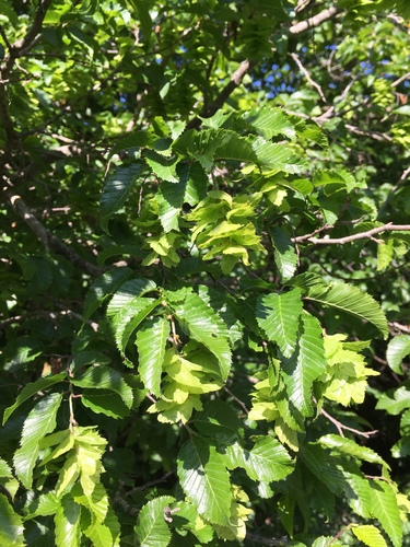 Eastern Hornbeam