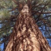 Pinus jeffreyi - Photo (c) Lance Walker, כל הזכויות שמורות, הועלה על ידי Lance Walker