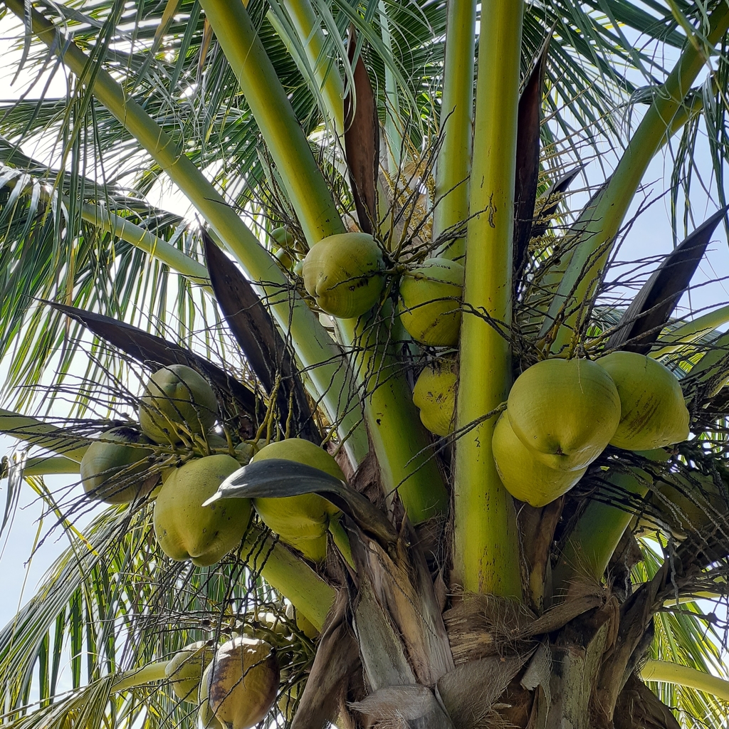 coconut palm from Port Salerno, FL 34997, USA on July 05, 2020 at 1125