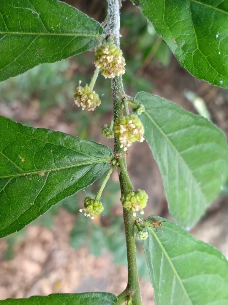 Duối (Streblus asper)
