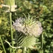 Fuller's Teasel - Photo (c) Naturalist Eve, all rights reserved, uploaded by Naturalist Eve