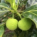 Breadfruit - Photo (c) Kelly-Anne Frendo, all rights reserved, uploaded by Kelly-Anne Frendo