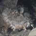 Demon Stingerfish - Photo (c) Deb Aston, all rights reserved, uploaded by Deb Aston