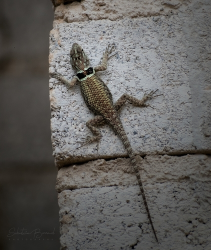 Buller's Spiny Lizard