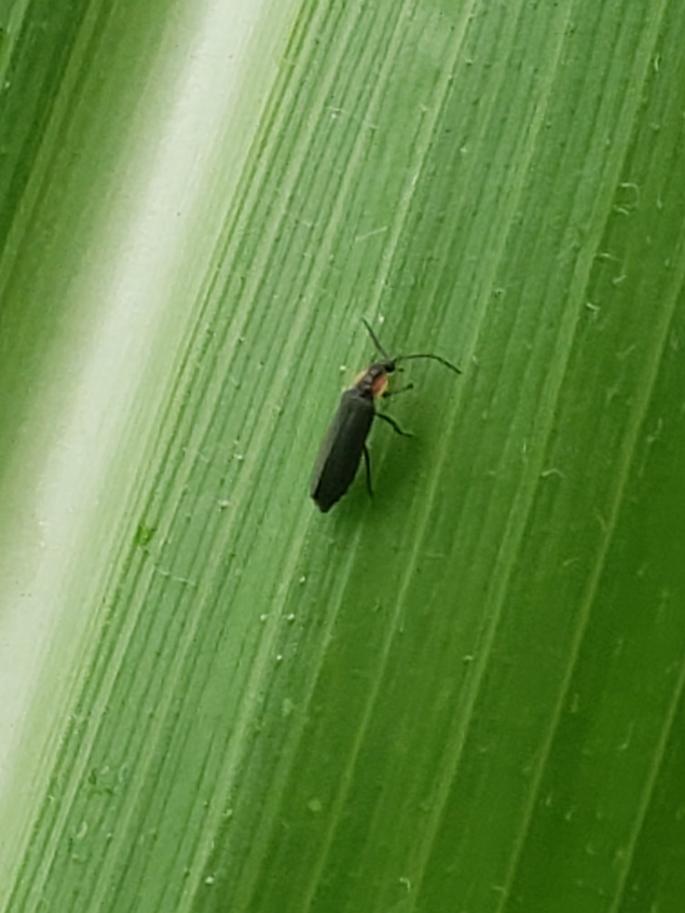 Pyropyga from Perry Hall, MD, USA on July 05, 2020 at 03:09 PM by ...