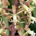 Epidendrum cylindrostachys - Photo (c) Lucas Ramírez, todos los derechos reservados, subido por Lucas Ramírez