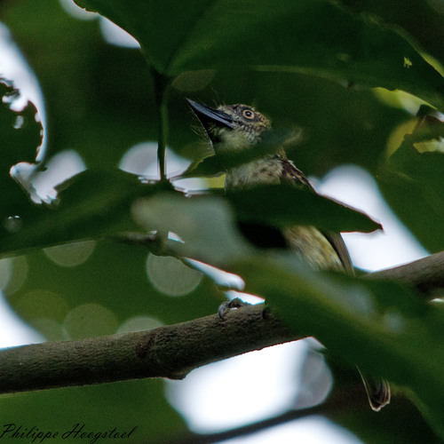 Speckled Tinkerbird