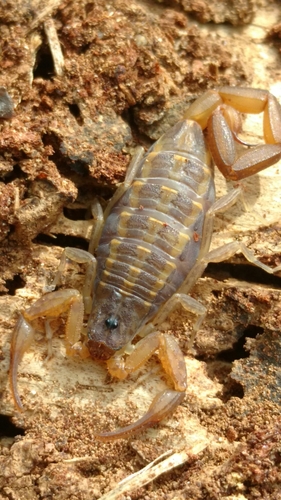 Hentz Striped Scorpion