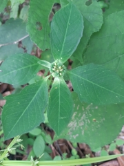 Euphorbia heterophylla image