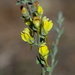 Balkan Toadflax - Photo (c) Jay Keller, all rights reserved, uploaded by Jay Keller