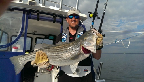 Striped Bass