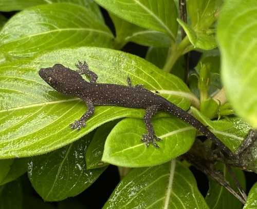 Spotted House Gecko