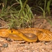 Northern Brown Snake - Photo (c) Elliot Budd, all rights reserved, uploaded by Elliot Budd