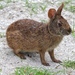 Marsh Rabbit - Photo (c) Stephen Durrenberger, all rights reserved, uploaded by Stephen Durrenberger