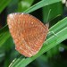Common Palmfly - Photo (c) lenachow, all rights reserved, uploaded by lenachow