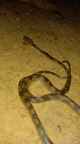South American Banded Cat-eyed Snake