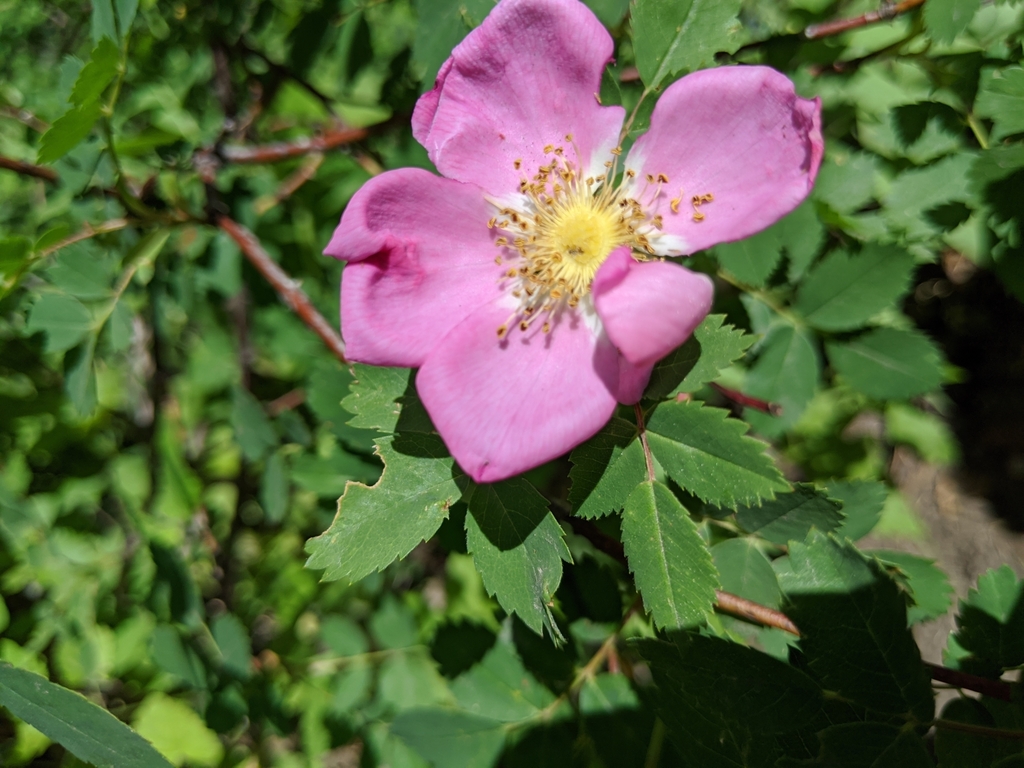 Tuke Roses roses from Tooele, UT 84074, USA on July 5, 2020 at 01:10 PM by Kyler ...