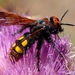 Mammoth Scoliid Wasp - Photo (c) vogelwurm, all rights reserved