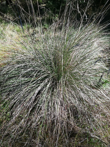 California Fescue (Festuca californica) · iNaturalist