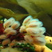 Sycozoa sigillinoides - Photo 由 Mariano Rodriguez 所上傳的 (c) Mariano Rodriguez，保留所有權利