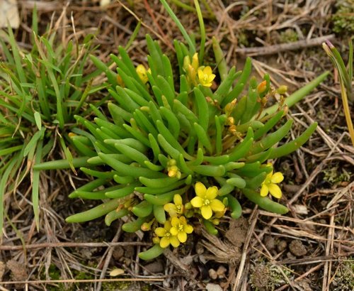 tepic flameflower (Phemeranthus parvulus)