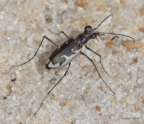 Ellipsoptera wapleri (LeConte, 1875)