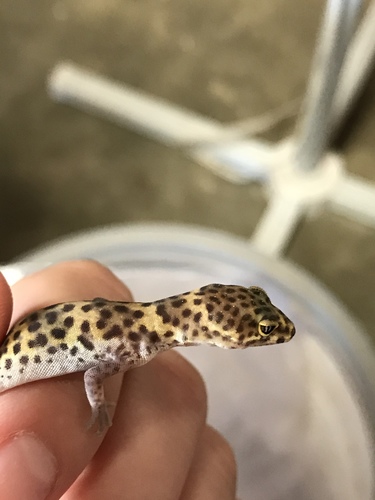 Texas Banded Gecko