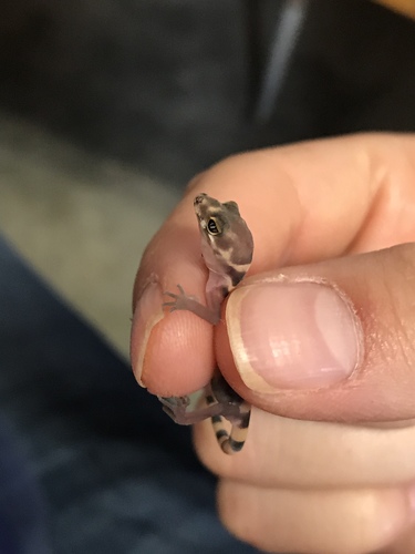 Texas Banded Gecko