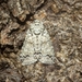 Blenina lichenopa - Photo (c) Nicholas John Fisher, todos los derechos reservados