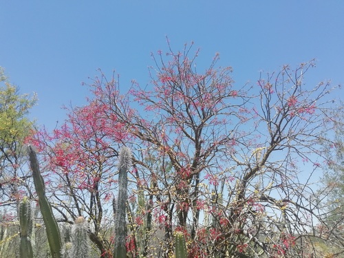 Mexican tree ocotillo