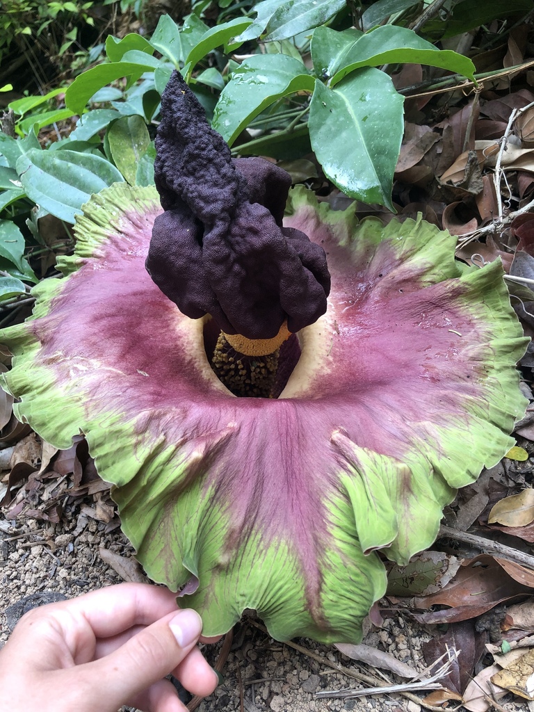 elephant-foot yam (Amorphophallus paeoniifolius)  iNaturalist