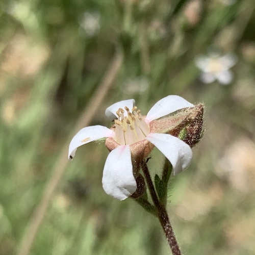 Horkeliella