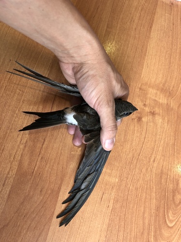 Pacific Swift
