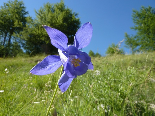 Bertoloni's columbine (Aquilegia reuteri)