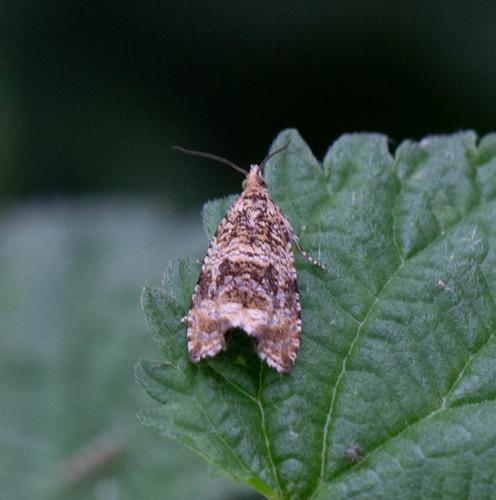 Syricoris lacunana nuotrauka