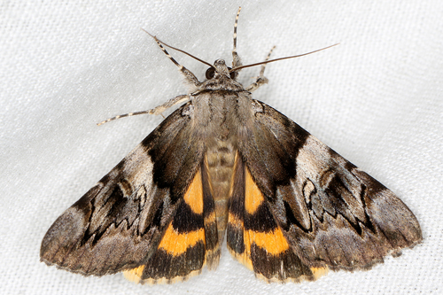 Catocala fulminea