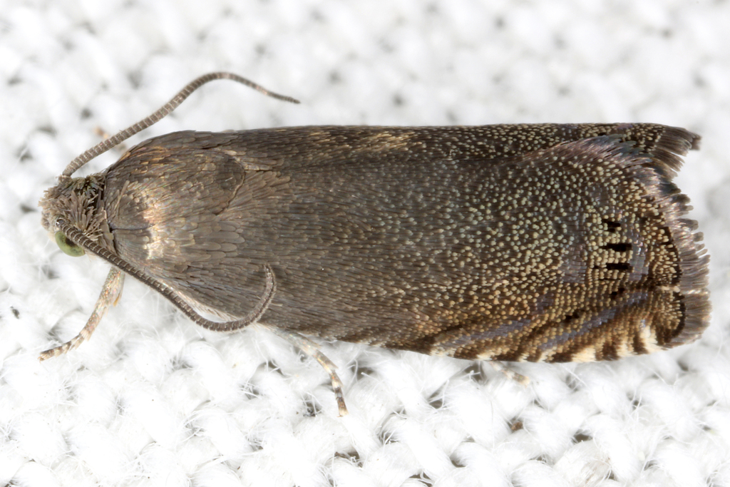 Pea Moth from Leibnitz, Österreich on July 05, 2020 at 11:42 PM by ...