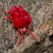 Trombidium - Photo (c) RD, all rights reserved, uploaded by RD