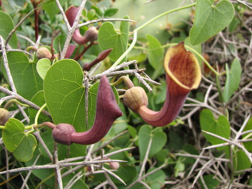 Andalusian Pipevine