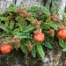 Rubus taiwanicola - Photo (c) Jenny Hsiao, όλα τα δικαιώματα διατηρούνται, uploaded by Jenny Hsiao