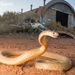 Western Brown Snake - Photo (c) Adam Brice, all rights reserved, uploaded by Adam Brice