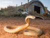 Western Brown Snake - Photo (c) Adam Brice, all rights reserved, uploaded by Adam Brice