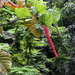 Coccoloba rugosa - Photo 由 P Buchwald 所上傳的 (c) P Buchwald，保留所有權利