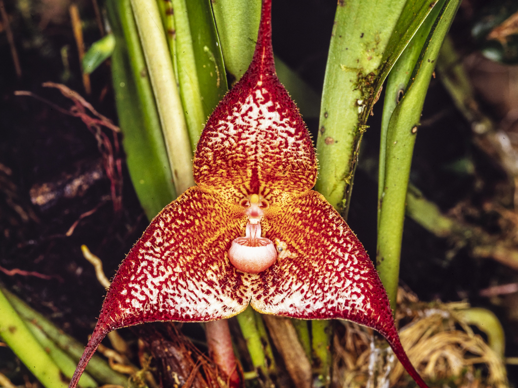 Photos of Dracula lafleurii · iNaturalist, image size:1024x768