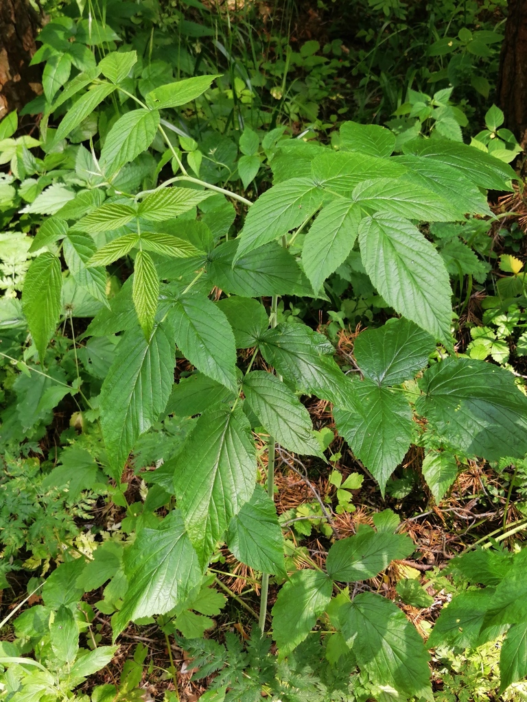 red raspberry from Заволжский р-н, Ярославль, Ярославская обл., Россия ...