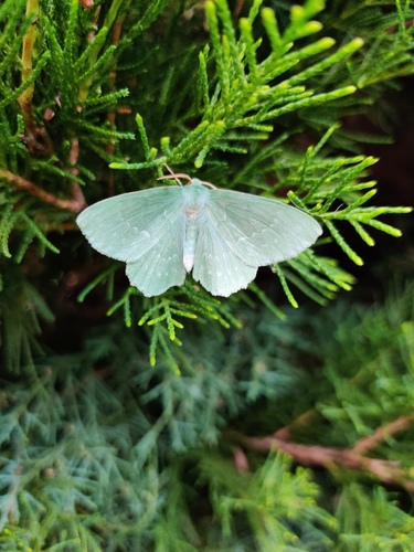 Large Emerald