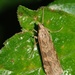 Crambid Snout Moths - Photo (c) Roger C. Kendrick, all rights reserved